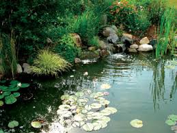 Permaculture Pond